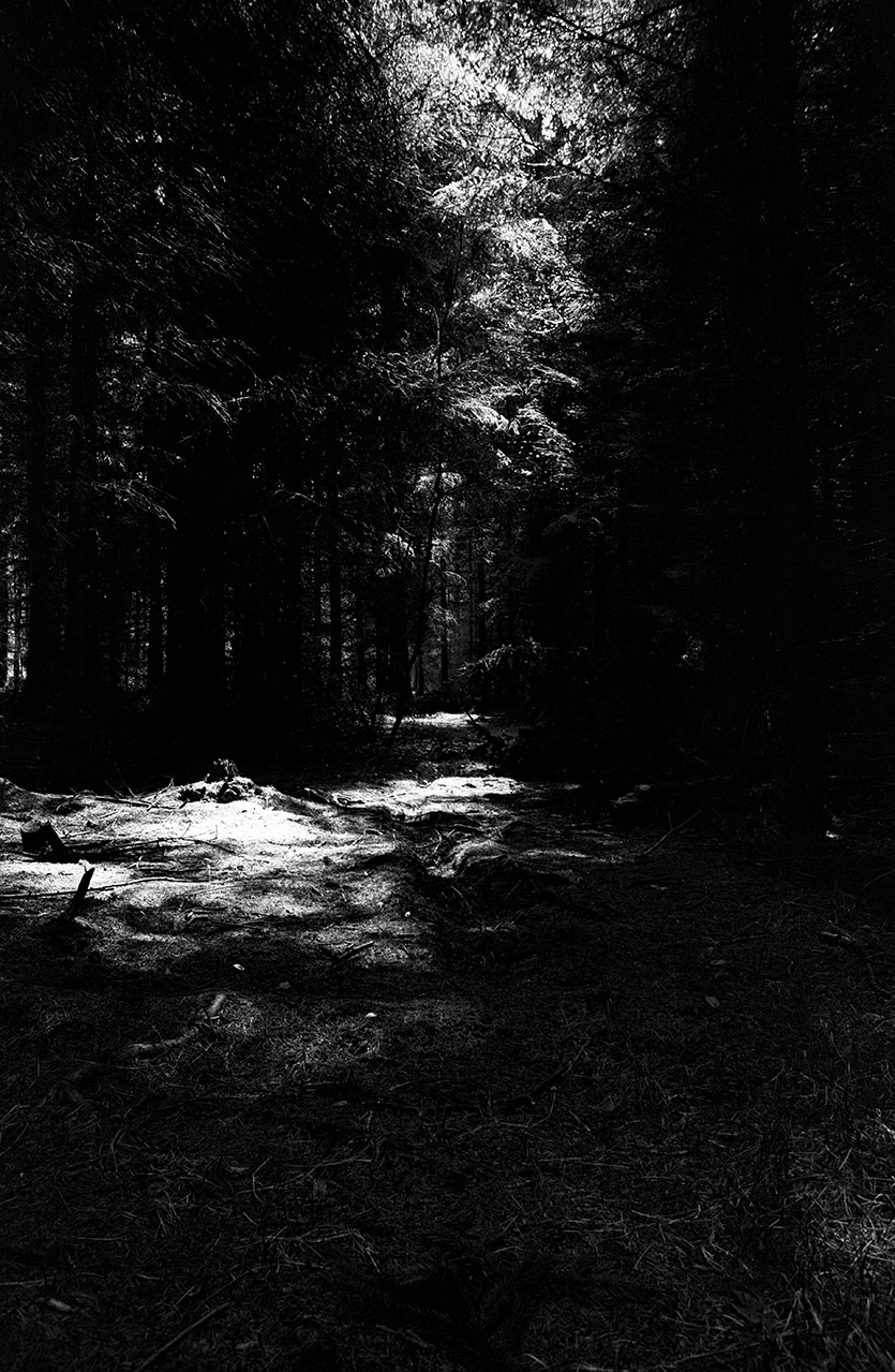 wald-ortho